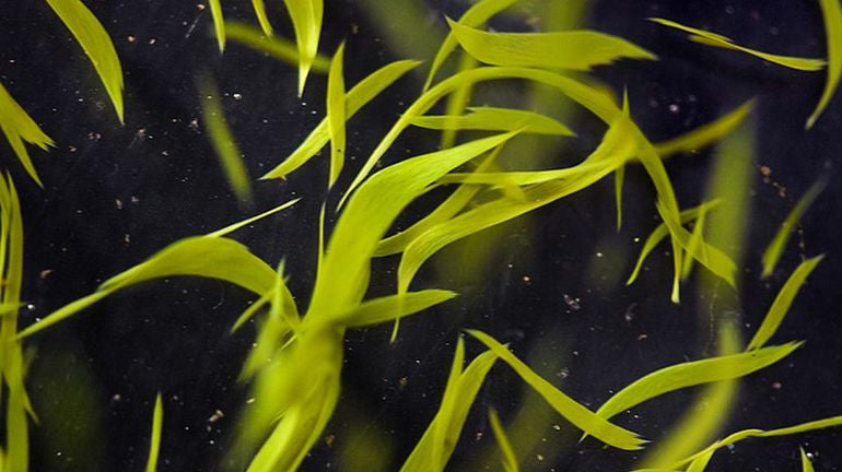 DROP - PRECIOUS KLAMATH ORGANIC 2000mg - High Nutrition Food Supplement